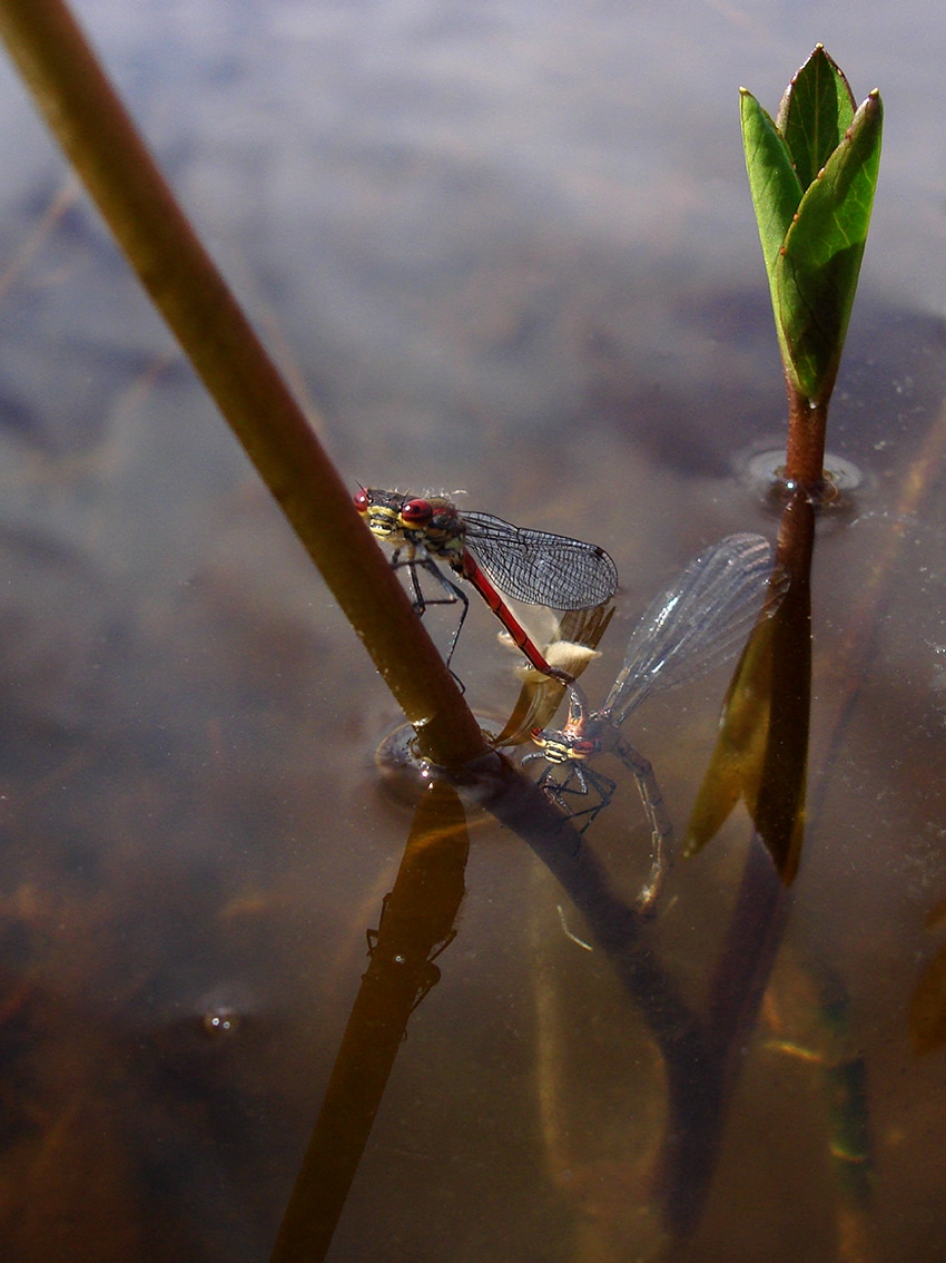 Large Red Damselflies mating, photography by Alice Starmore